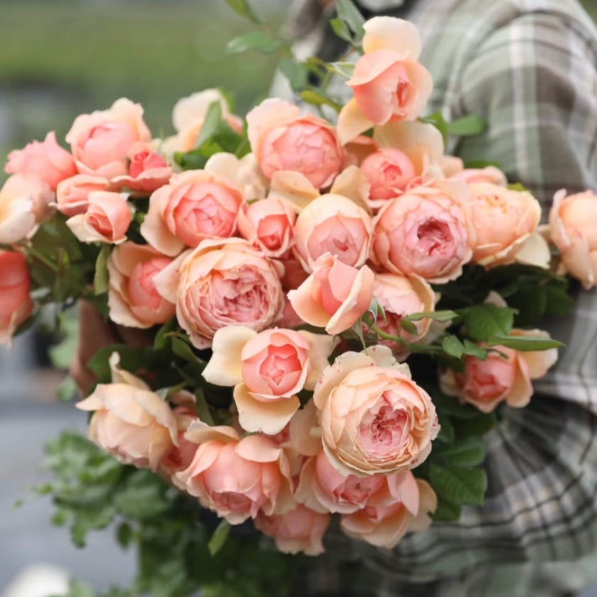 Hand holding a freshly cut Masora rose cluster showing large, double blooms with golden-apricot centers and soft pink edges.