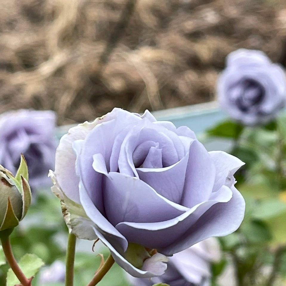 Turn Blue rose bloom with cool violet-blue petals and green foliage, a rare and challenging variety for collectors.