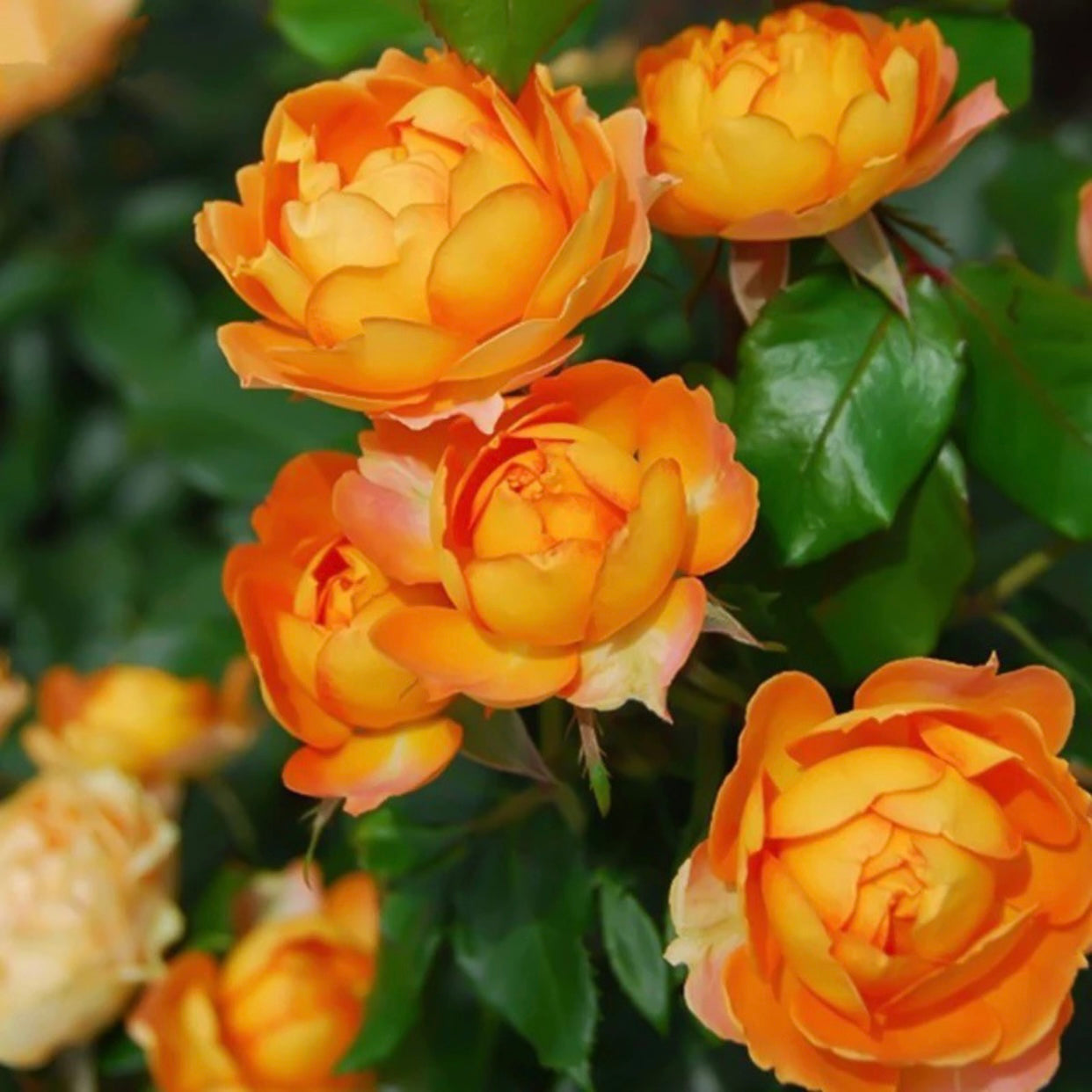 Honey Caramel Rose - Kate Roses