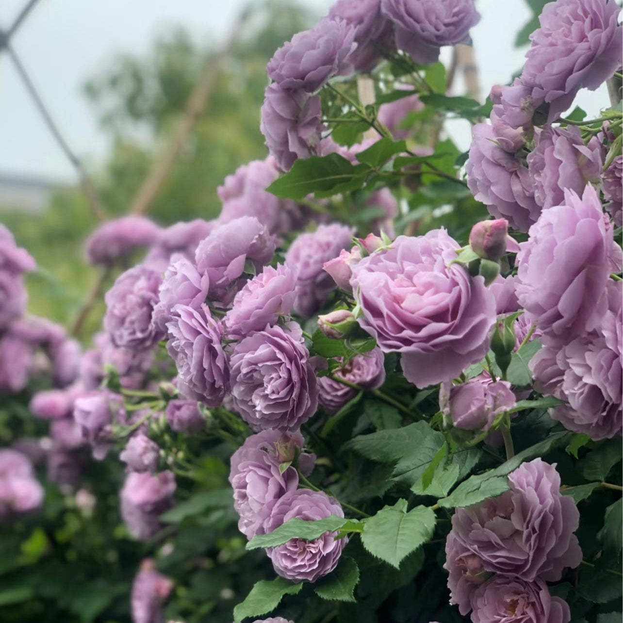 Lavender Bouquet Rose