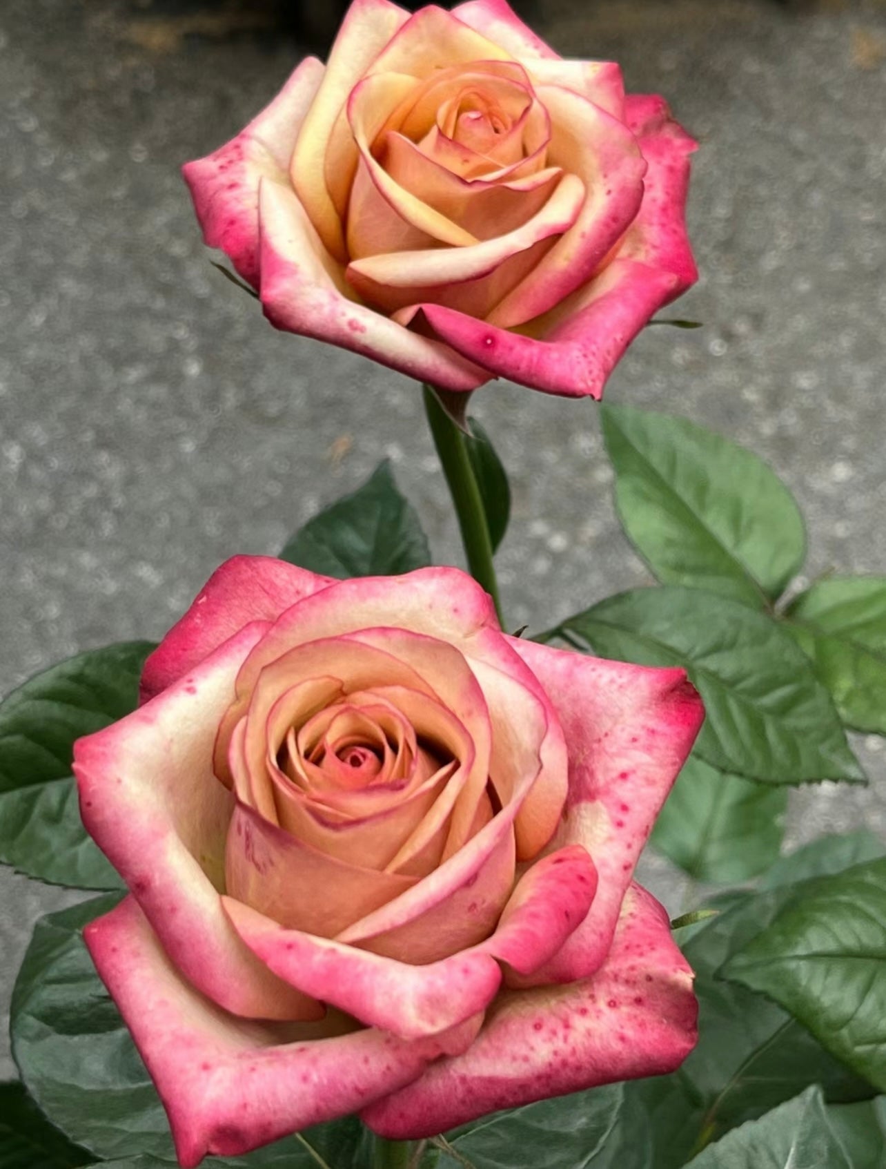 Red Wine Rose - Kate Roses