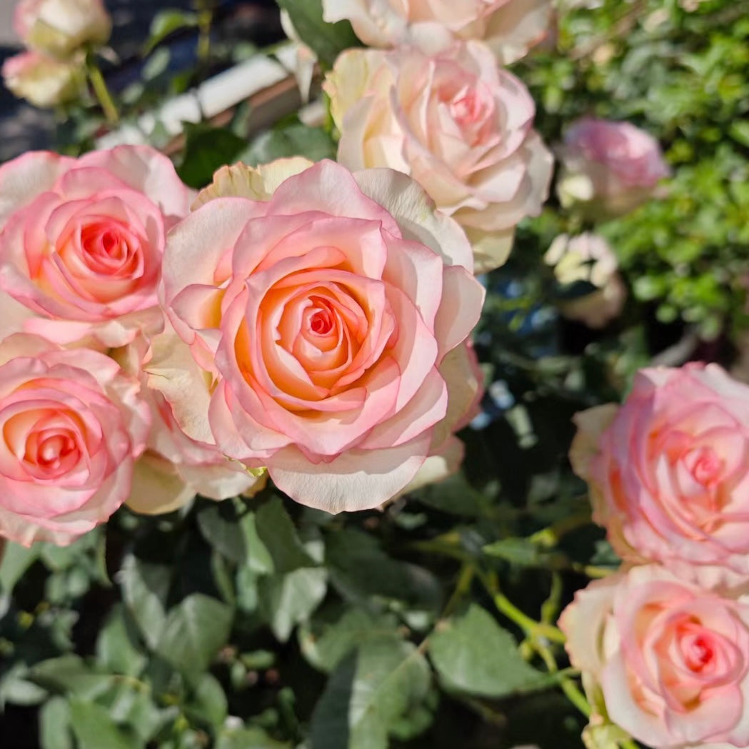 Jumilia Rose - Elegant Bicolor Rose with Soft Pink Edges