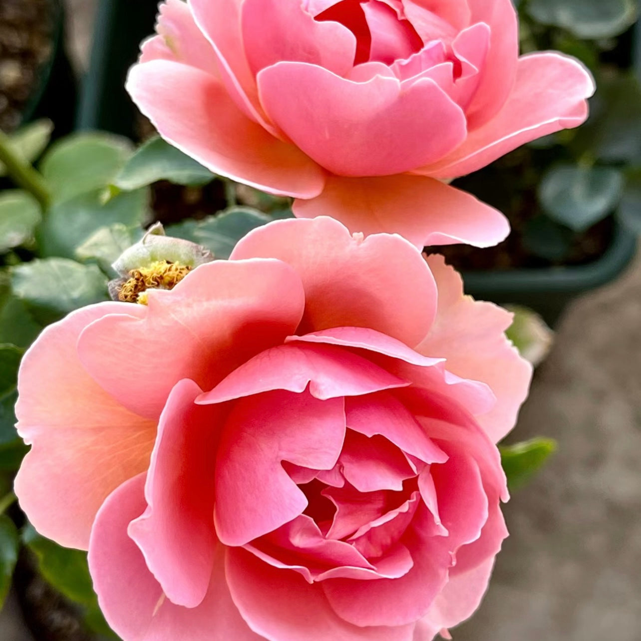 Akane Rose - Kate Roses