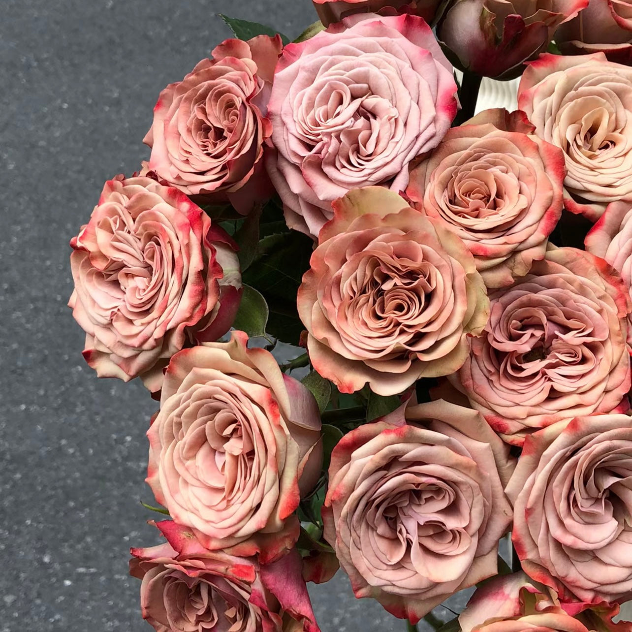 Cappuccino Rose - Kate Roses