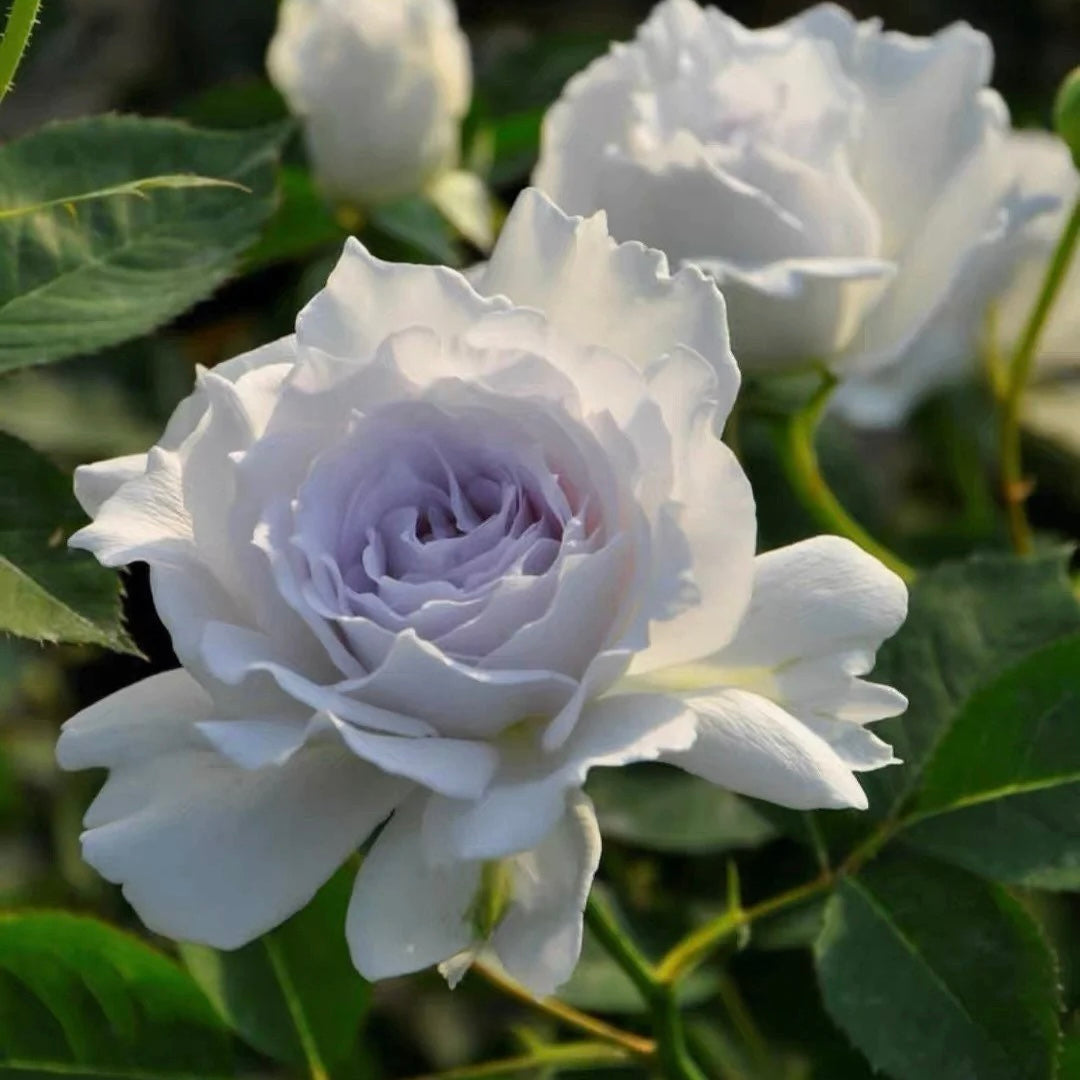 Gabriel Japanese rose with soft white petals and pale lavender center, elegant and fragrant garden rose from Kate Roses.