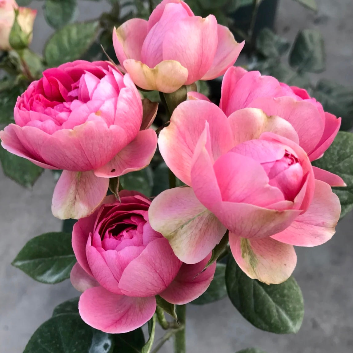 Lotus Gem Rose - Kate Roses