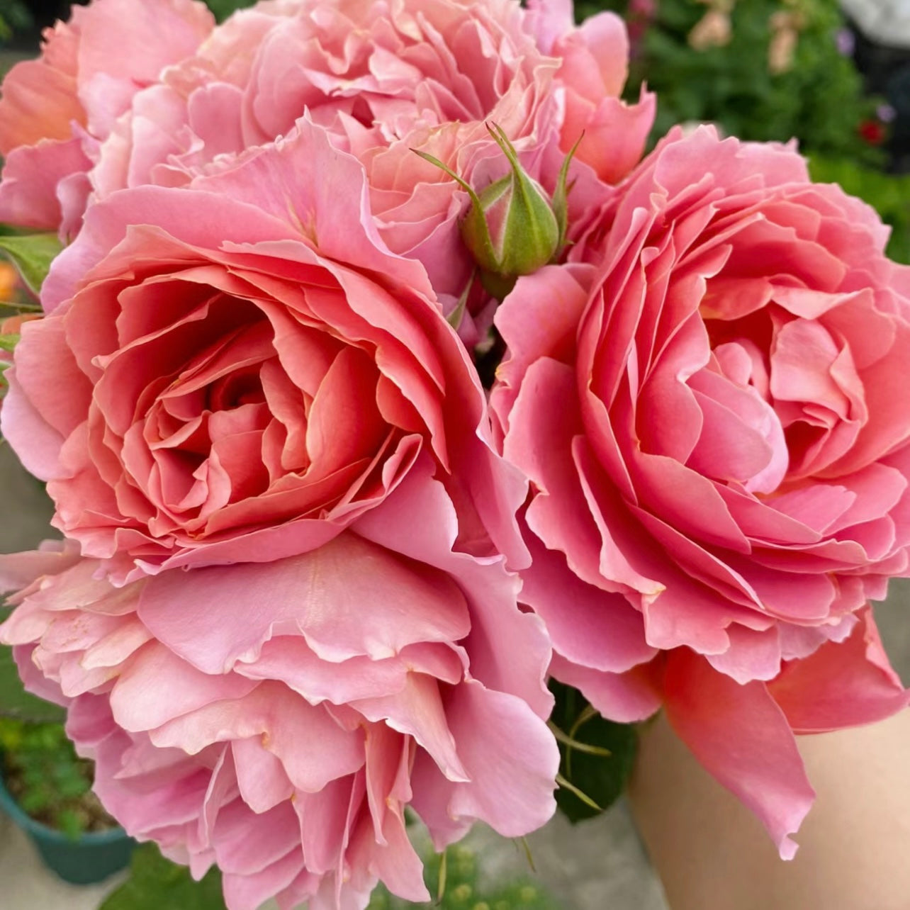 Akane Rose - Kate Roses