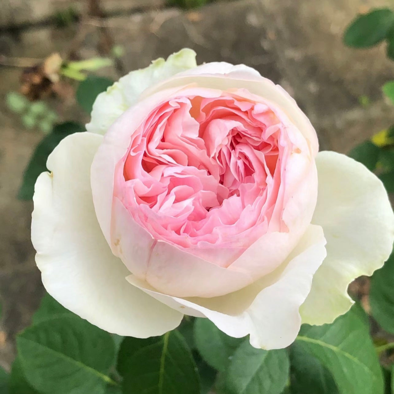 Close-up of Yves L’esprit de fille rose bloom showing perfectly layered cupped-shaped petals in soft blush pink.