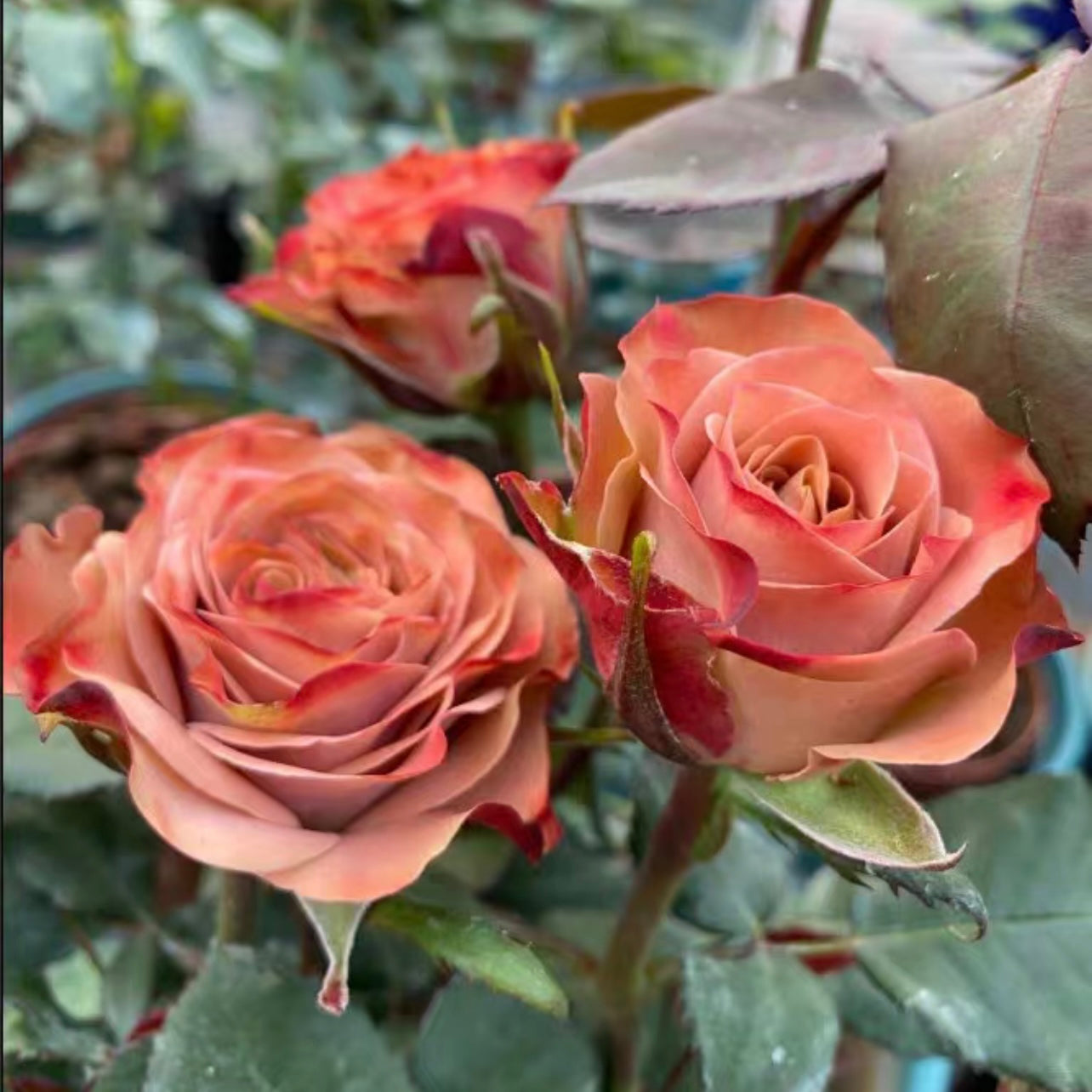 Cappuccino Rose - Kate Roses