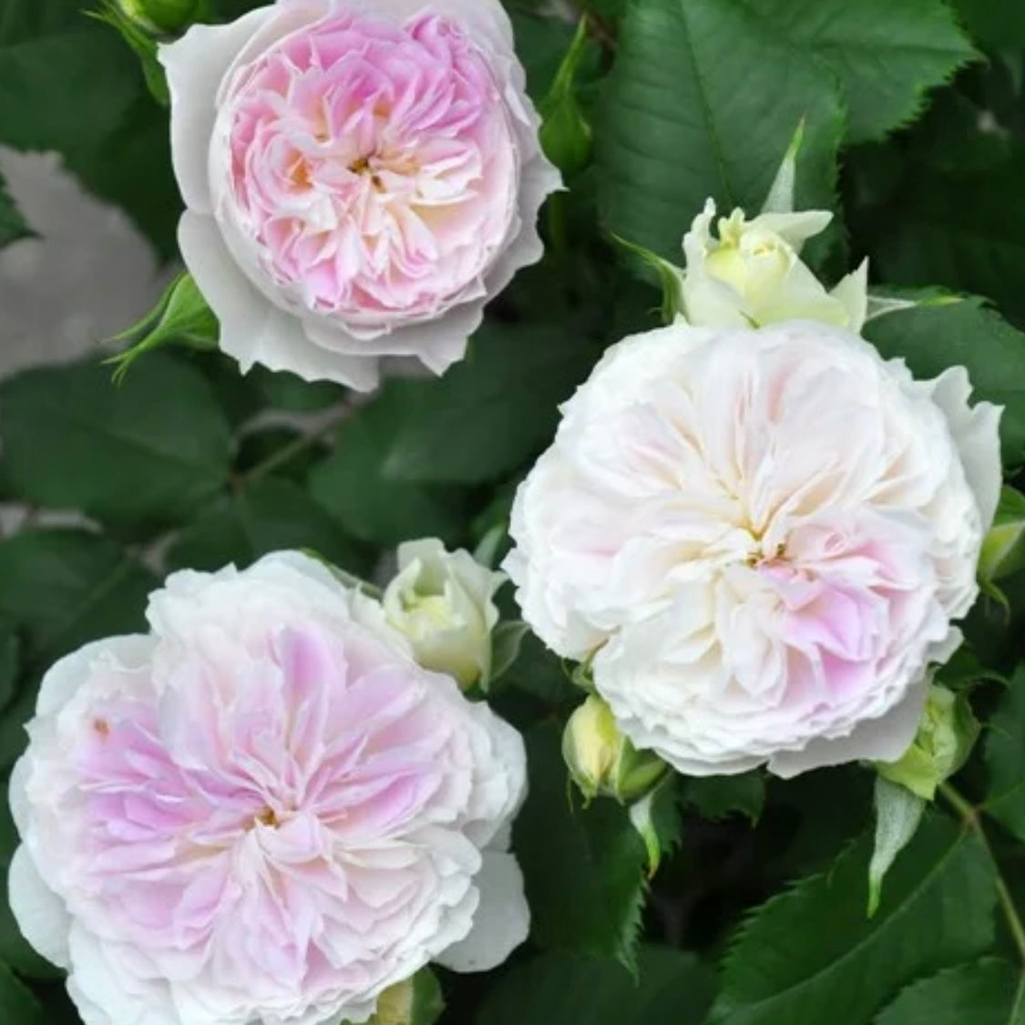 Close-up of Blue Moon Stone rose bloom showing soft lavender petals and blue undertones with a full cupped shape.