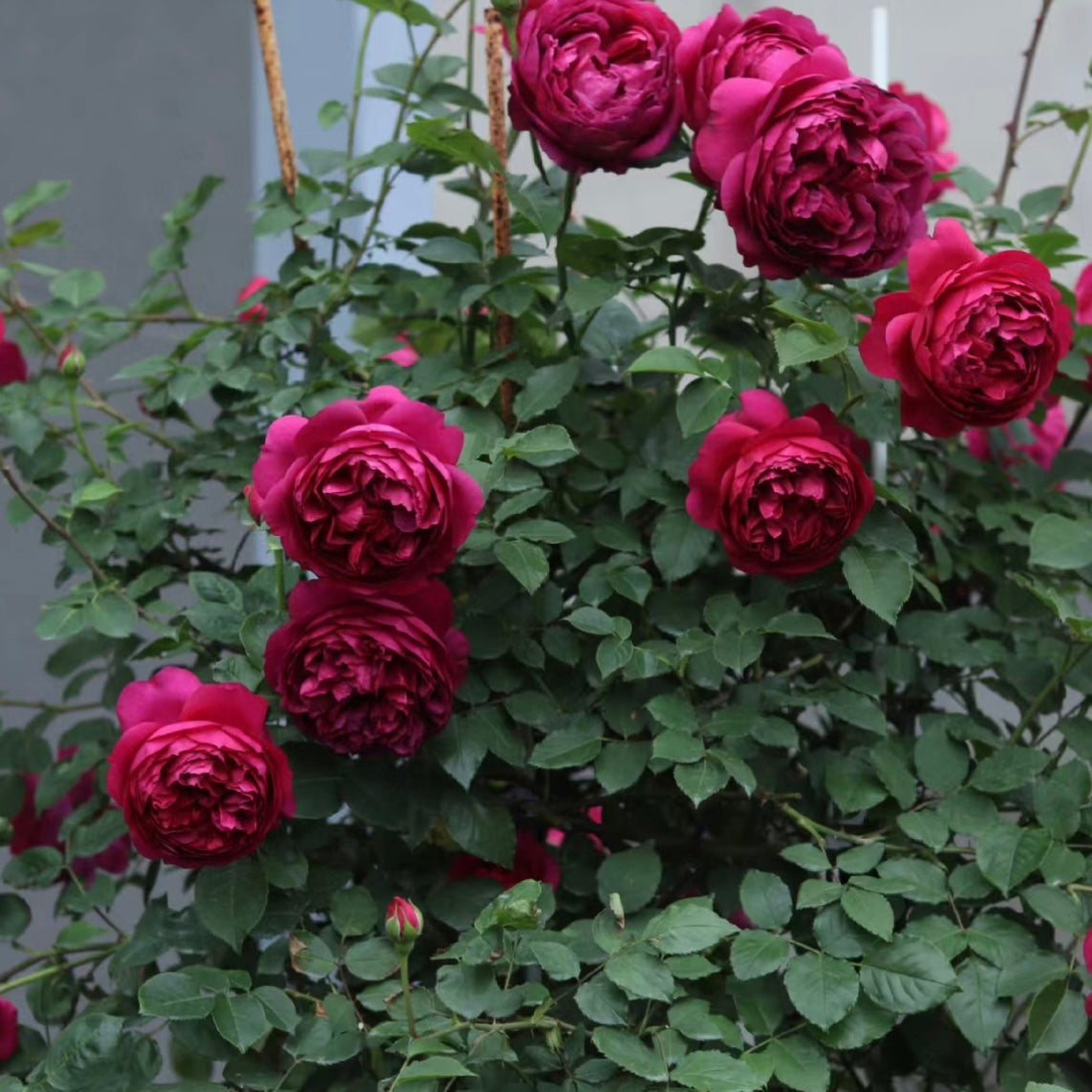 Autumn Rouge Rose - Kate Roses