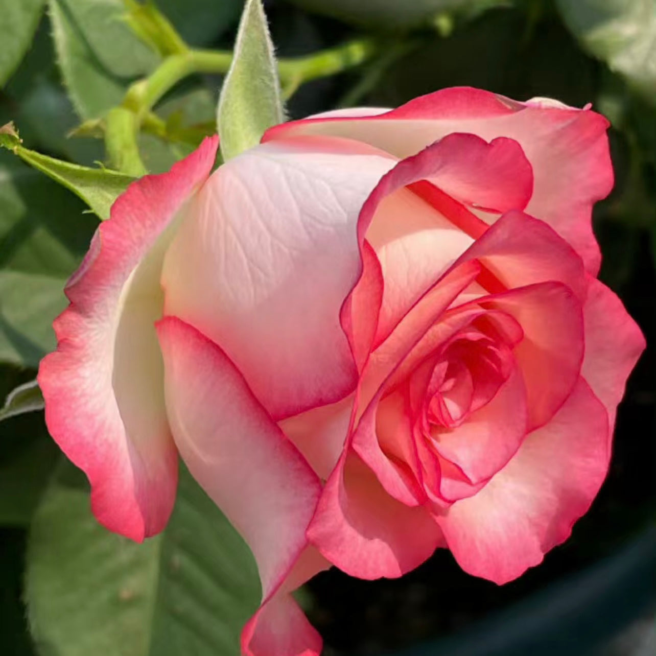 Jumilia Rose - Elegant Bicolor Rose with Soft Pink Edges
