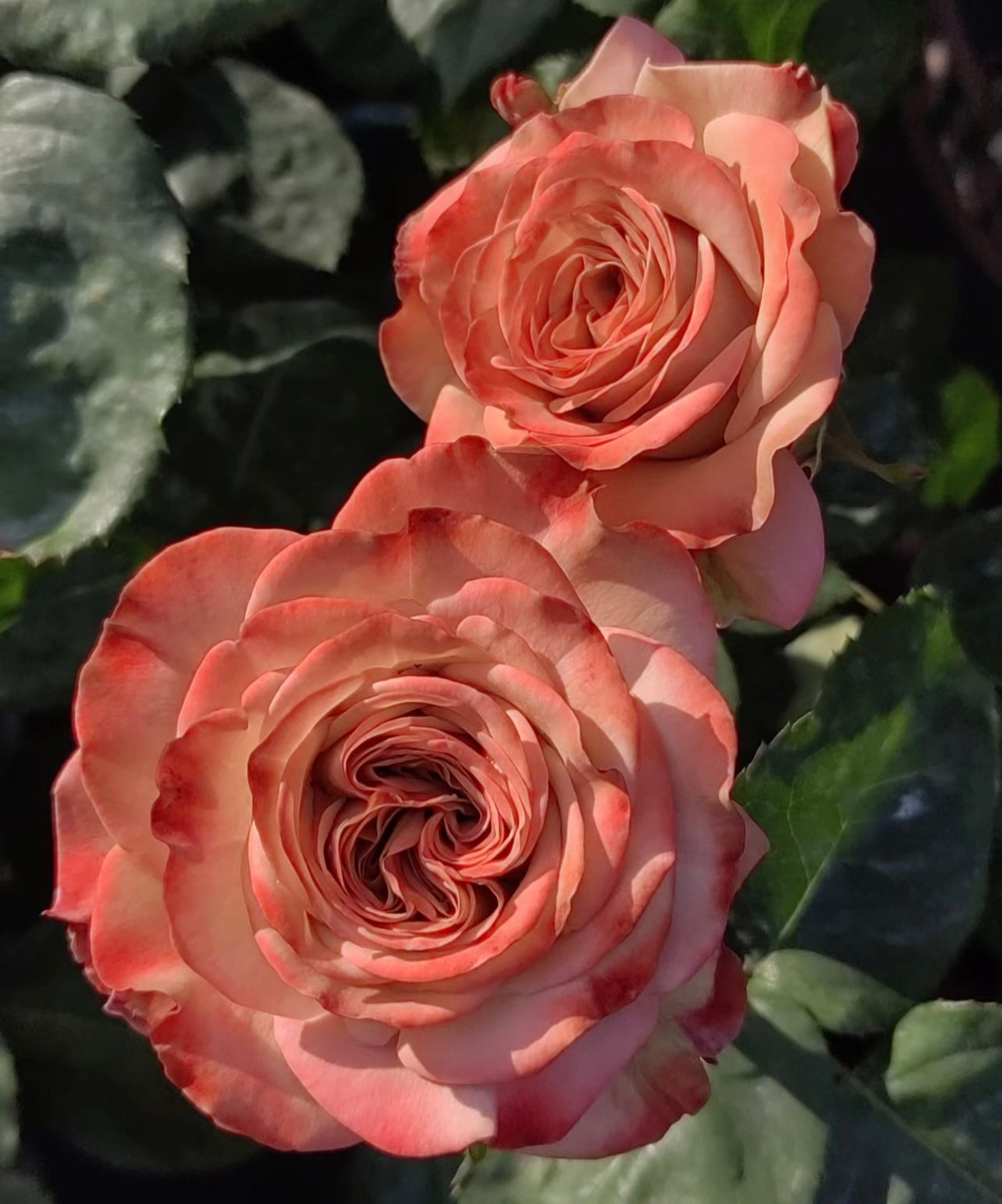 Cappuccino Rose - Kate Roses