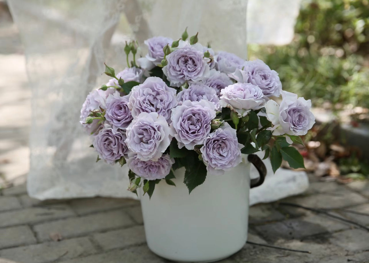 Close-up of Ji Se rose bloom showing smooth lavender petals with a soft lemon scent and delicate form.