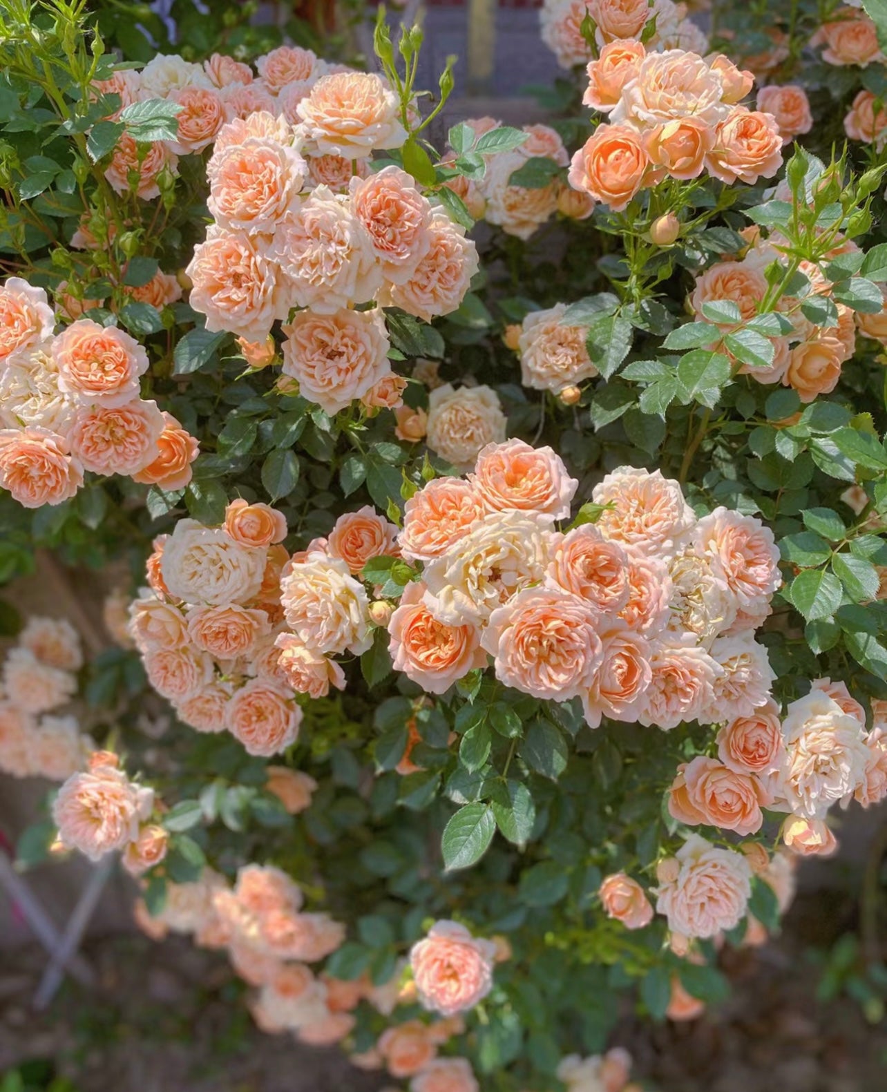 Sweet Dream Rose - Kate Roses