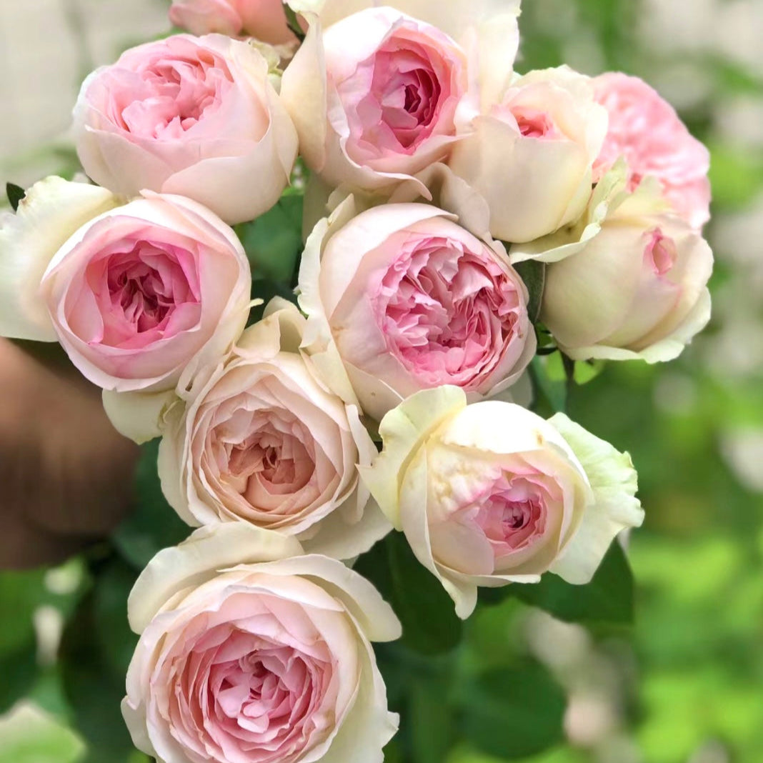 Bouquet of Yves L’esprit de fille roses with blush pink cupped-shaped blooms and layered petals, elegant and fragrant flowers from Kate Roses.