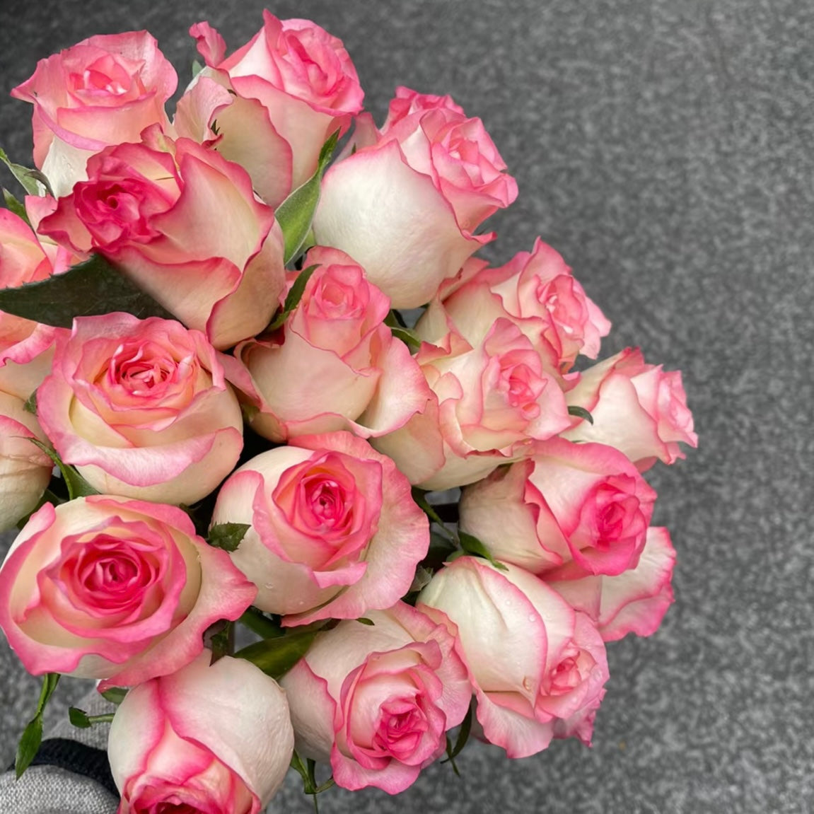 Jumilia Rose - Elegant Bicolor Rose with Soft Pink Edges