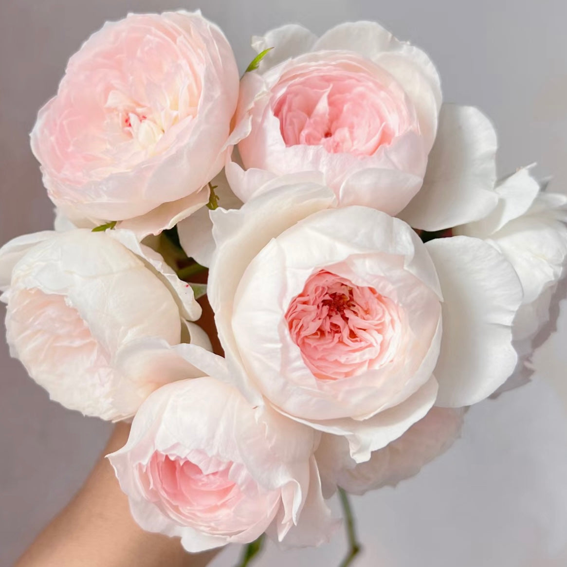 Close-up of Arietta rose bloom showing layered pastel petals in blush pink tones with delicate cup-shaped form.