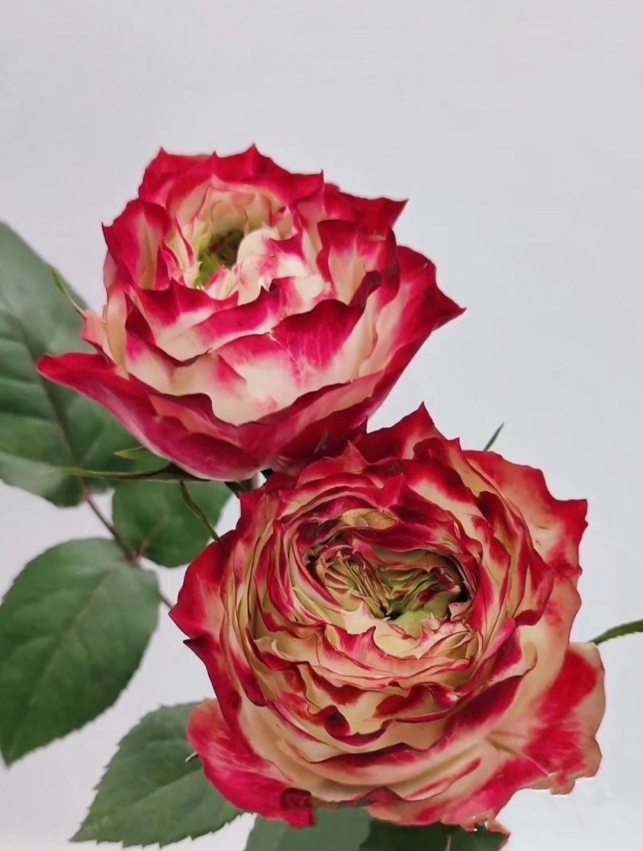 Apple Jack Rose - Kate Roses