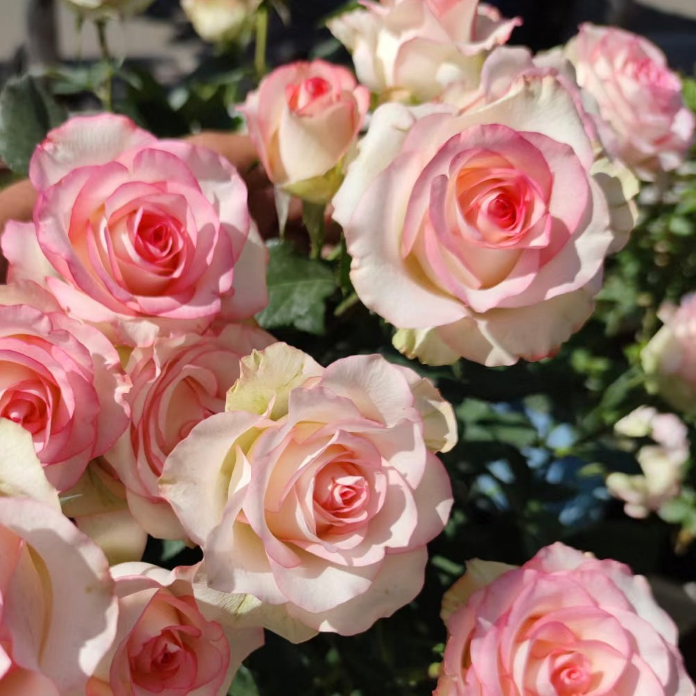 Jumilia Rose - Elegant Bicolor Rose with Soft Pink Edges