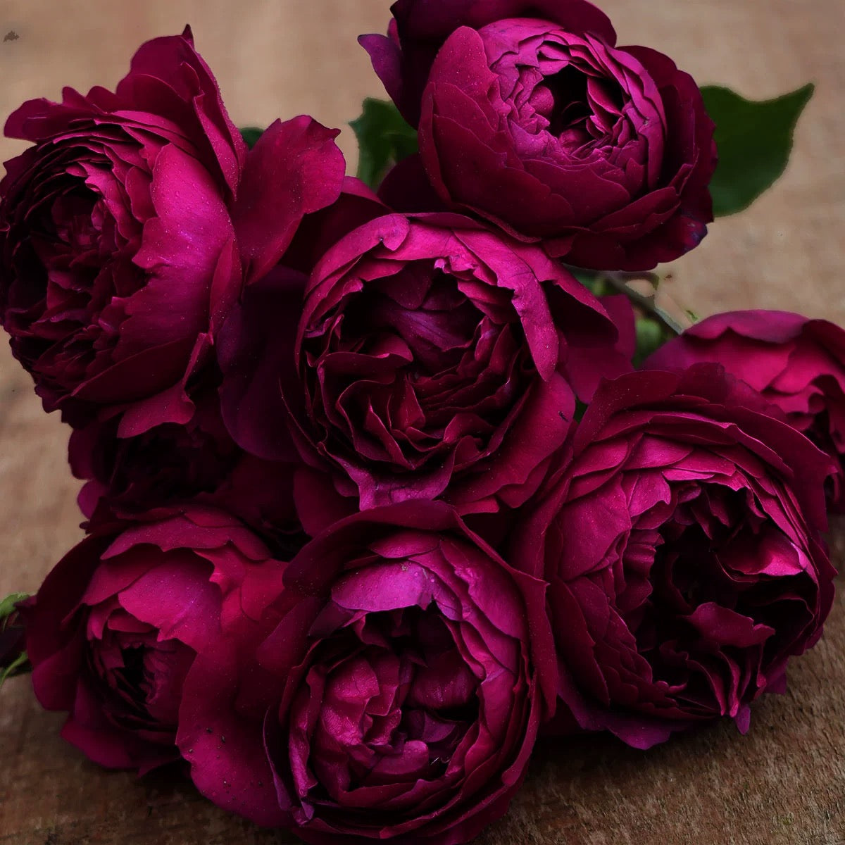 Autumn Rouge Rose - Kate Roses