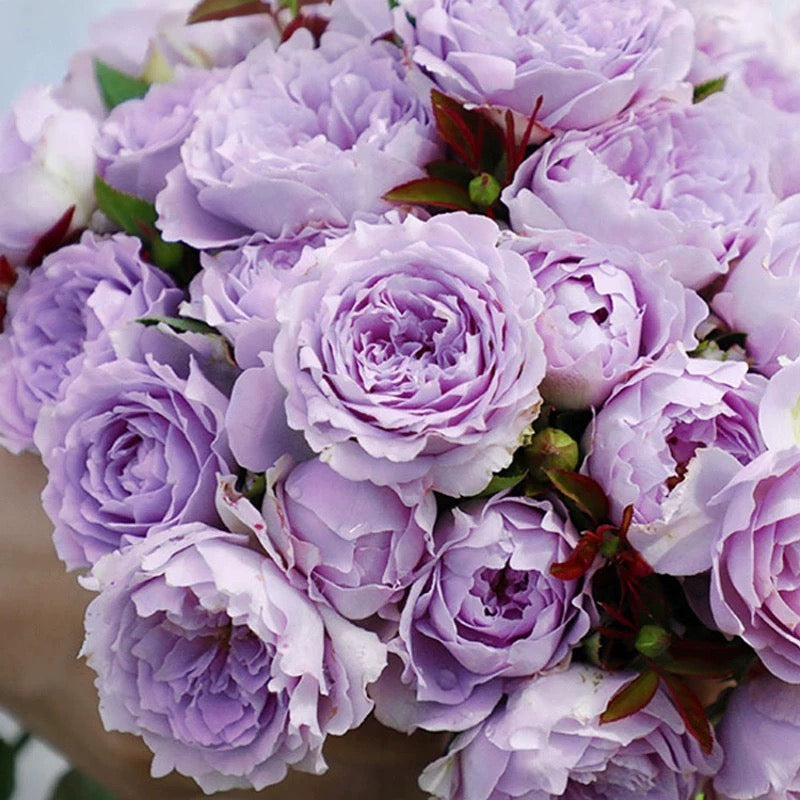 Kong Meng Rose - Kate Roses