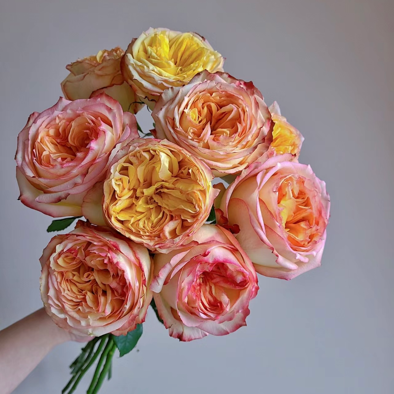 Urban Garden Rose - Kate Roses