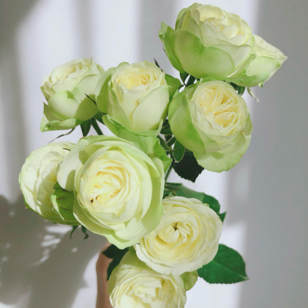 Creamy Eden Rose - Kate Roses