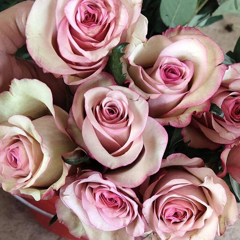 Red Wine Rose - Kate Roses