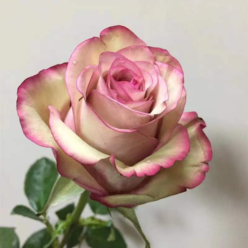 Red Wine Rose - Kate Roses