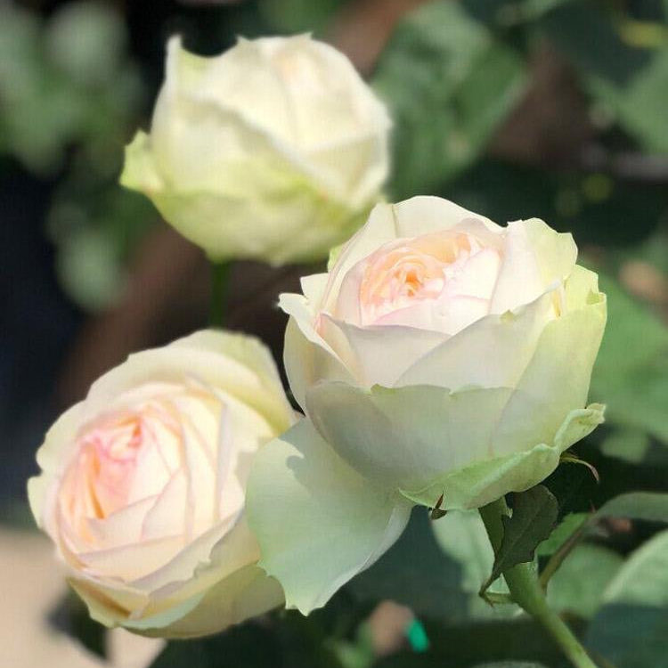 Armure Blanche Japanese garden rose growing in container, healthy foliage and elegant soft-colored flowers.