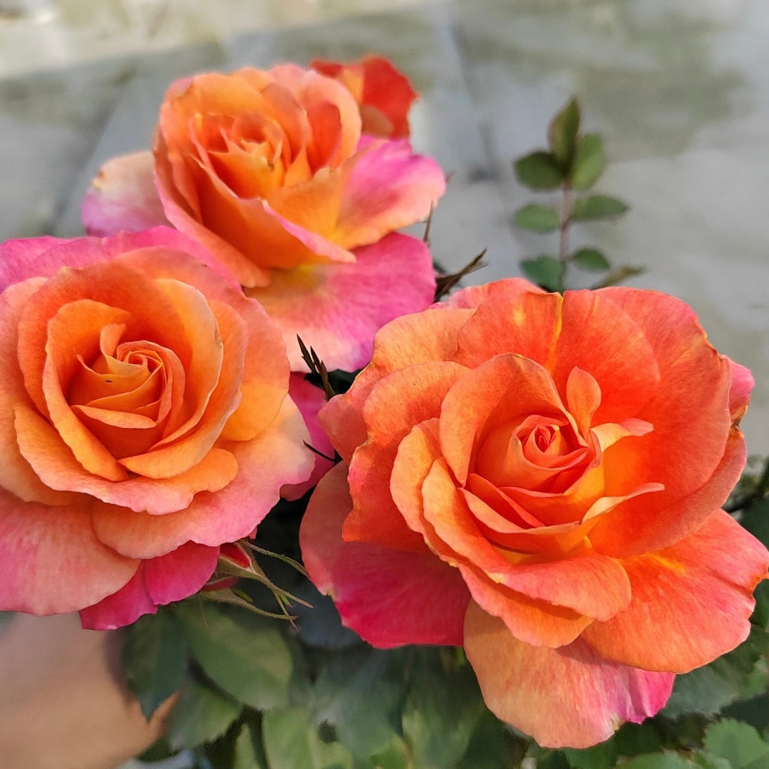 Rainbow Pudding Rose