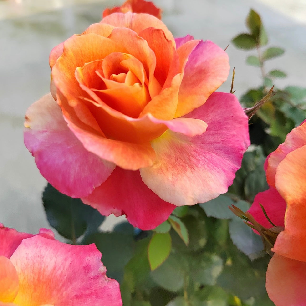 Rainbow Pudding Rose