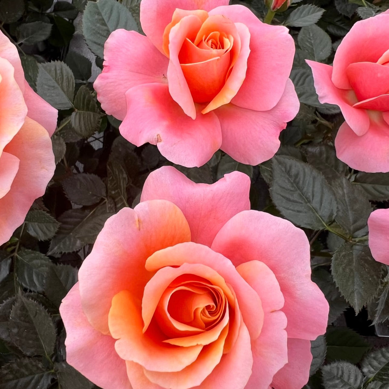 Orange Sweetheart Rose