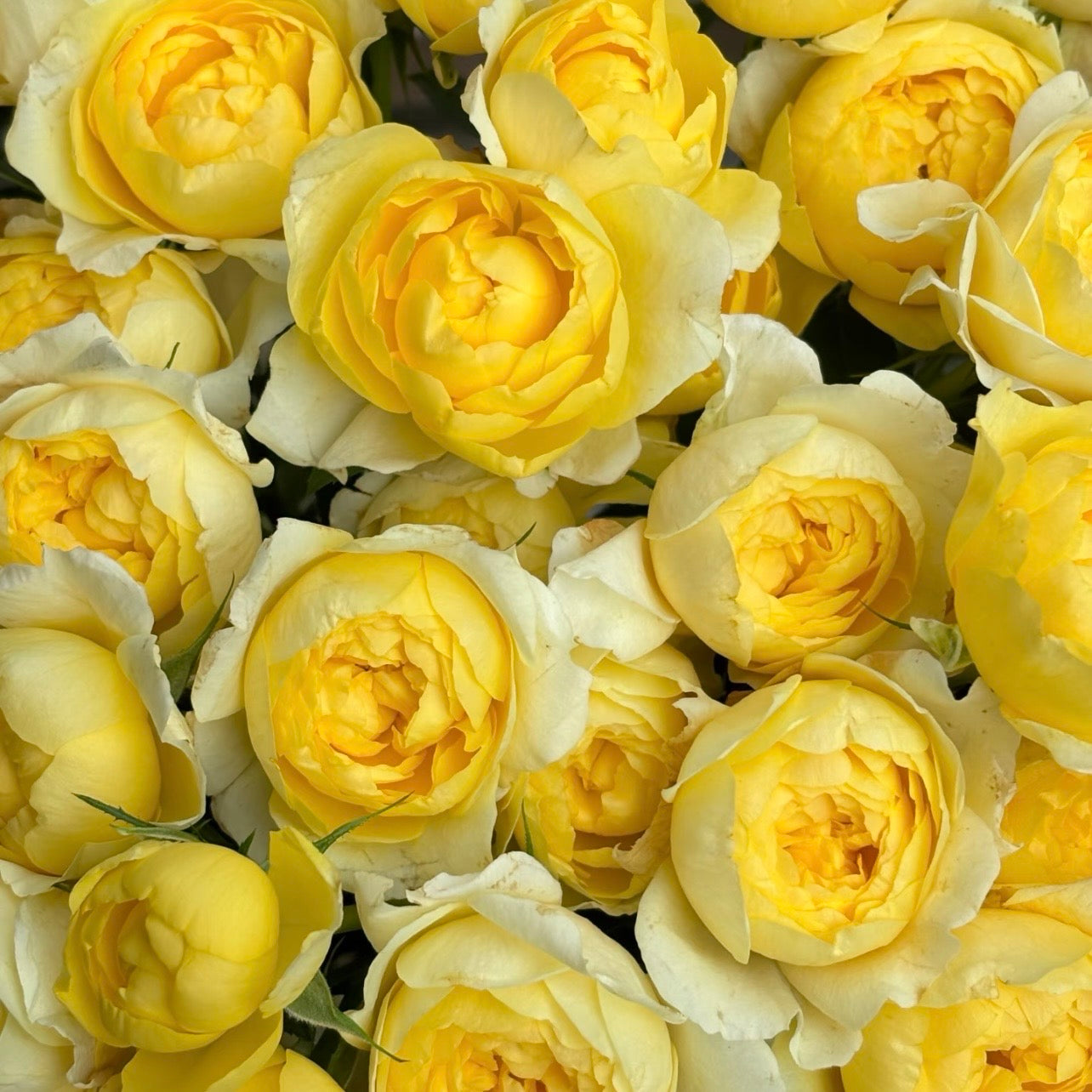 Juicy Lemon Rose