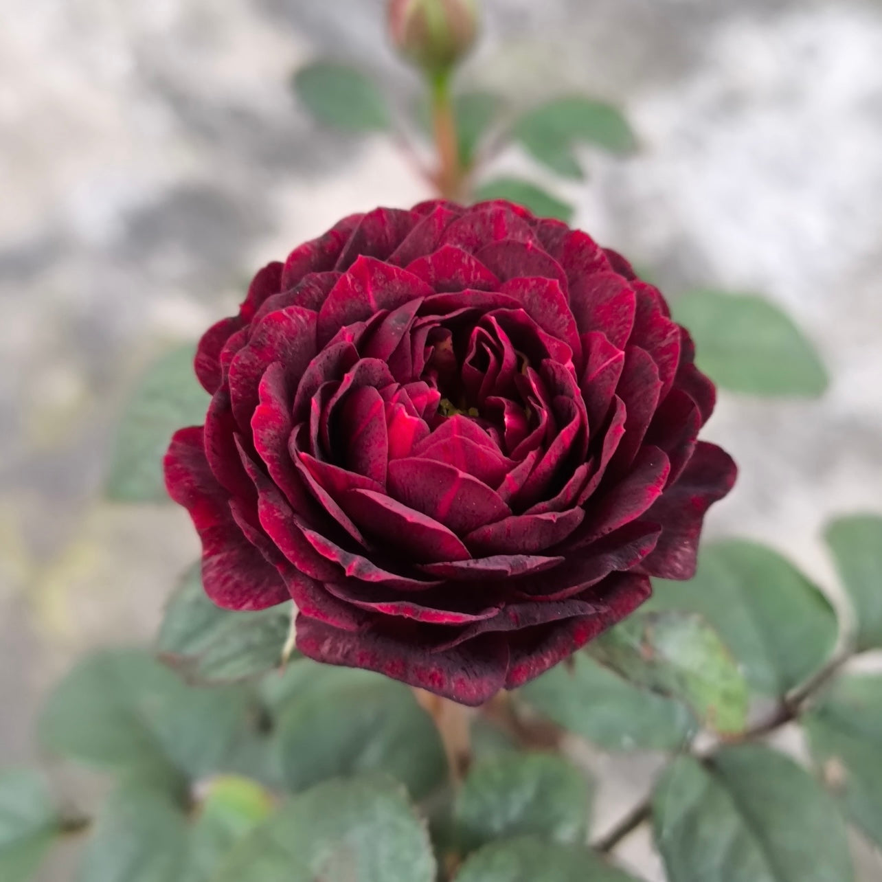 Juicy Black Jade Rose