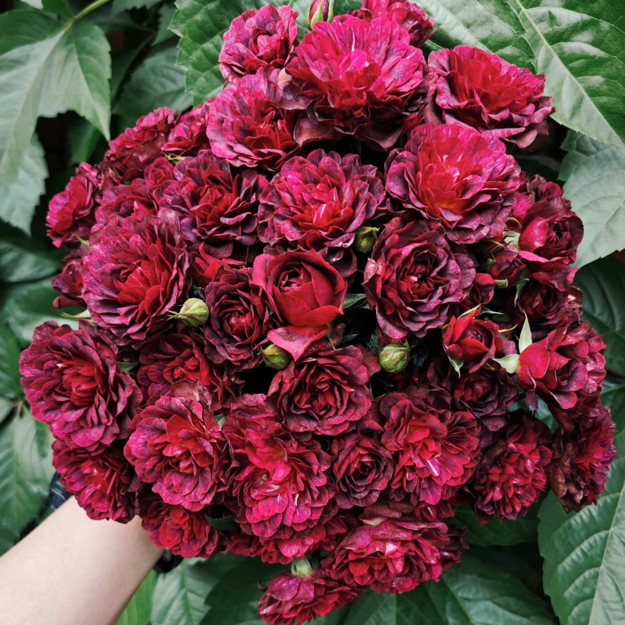 Juicy Black Jade Rose