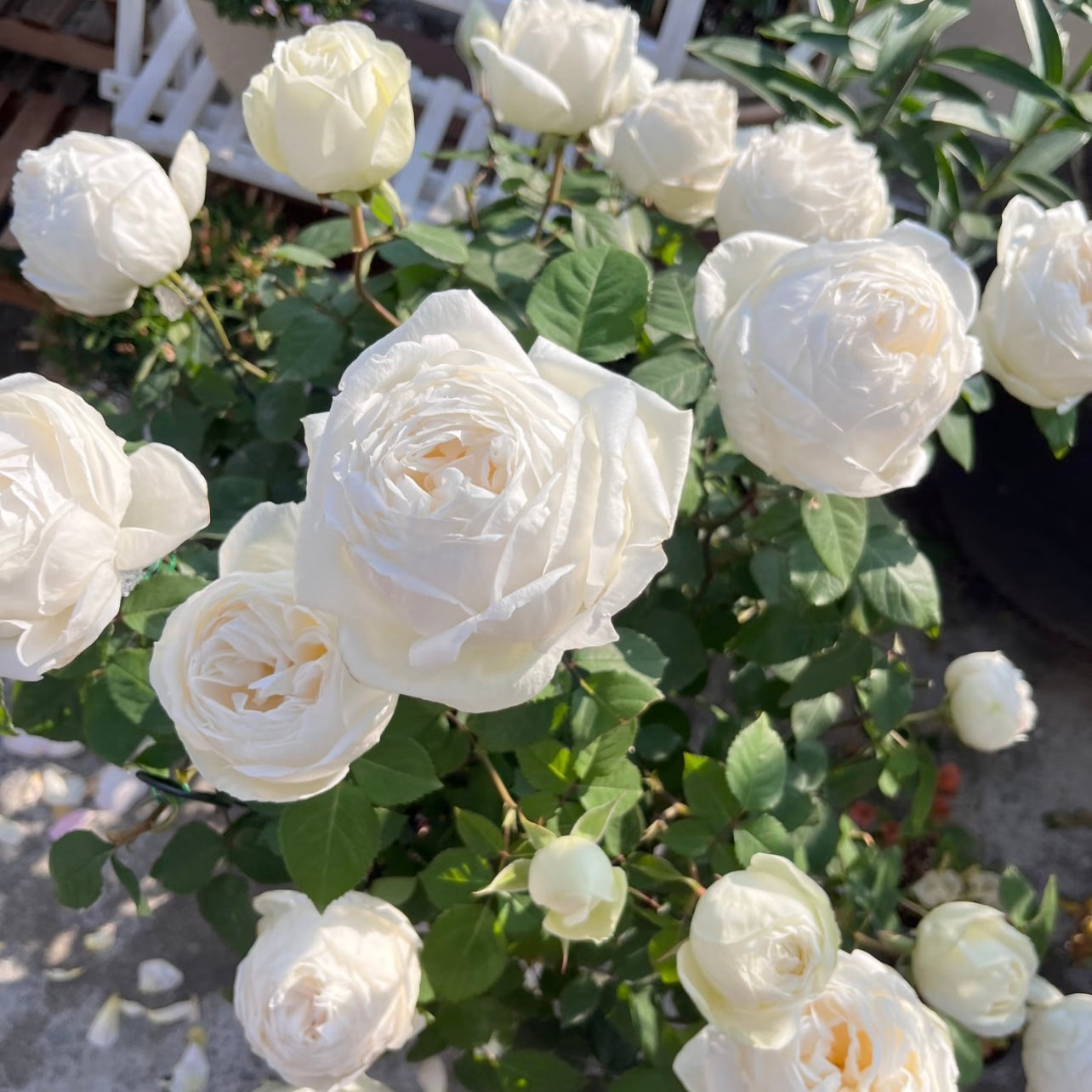 Wedding Road Tree Rose