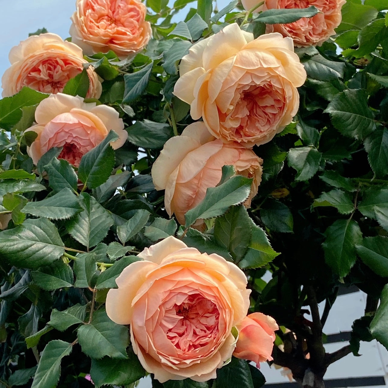 Masora Tree Rose