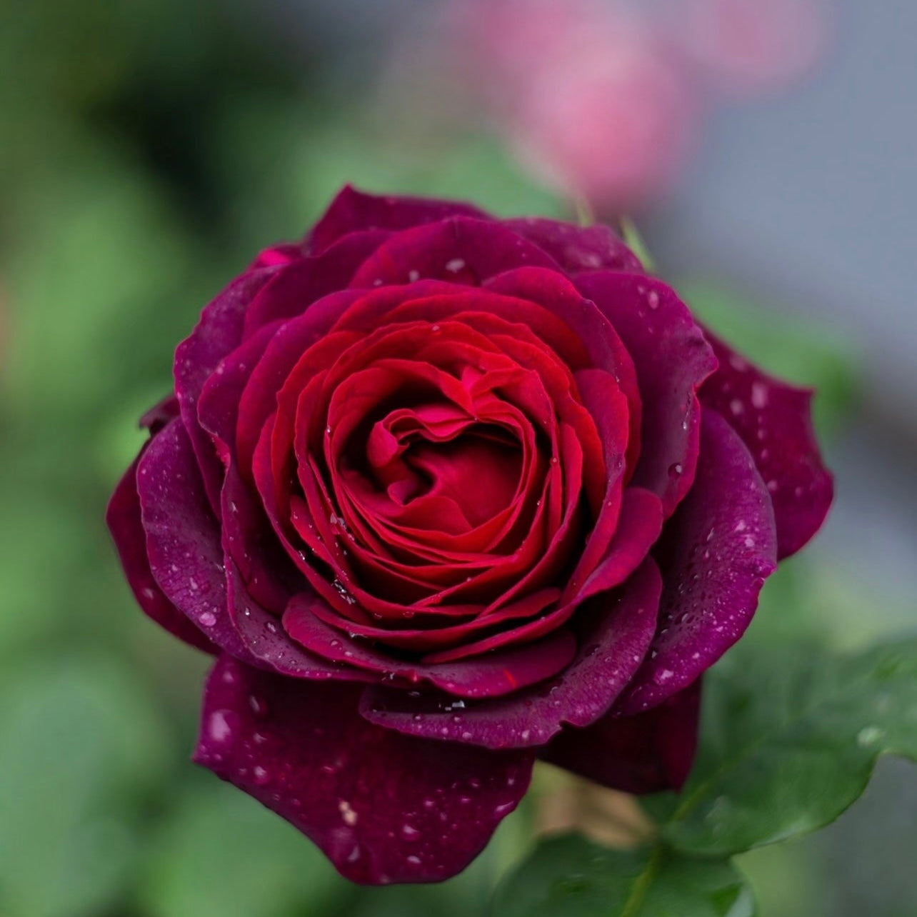 Black Caviar rose bloom with velvety petals and deep red-to-burgundy gradient, highly fragrant rose from Kate Roses.