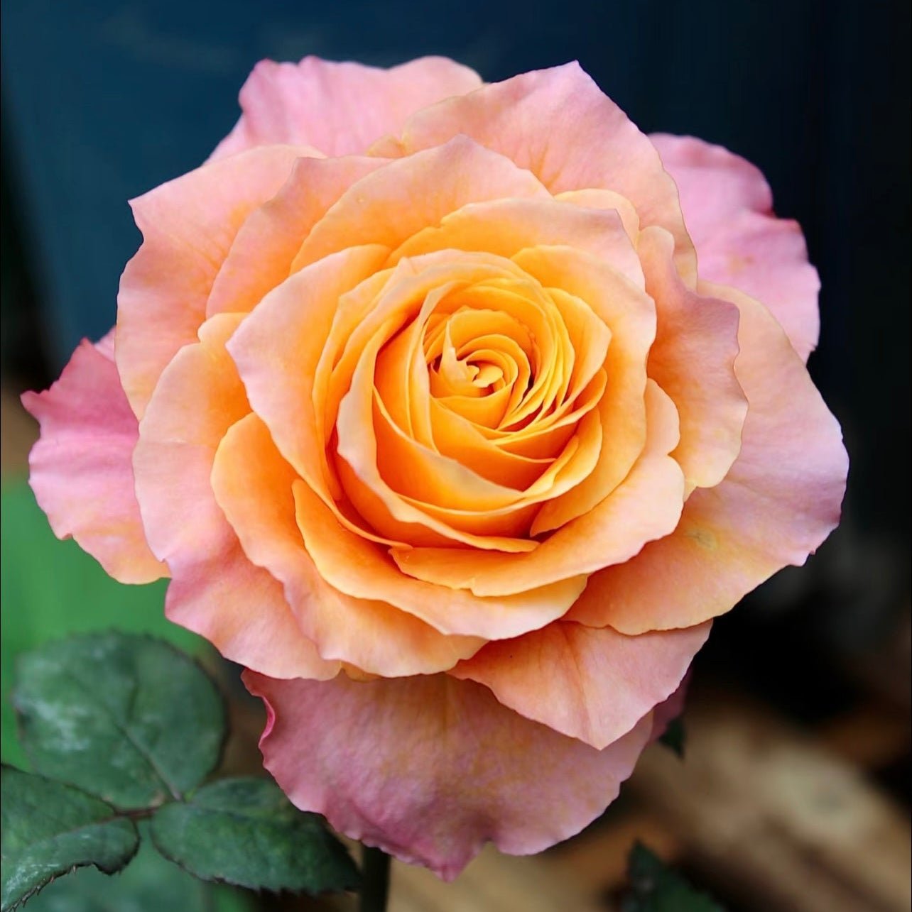 Free Spirit rose glowing in sunlight with vivid orange petals and soft pink outer tones, elegant and long-lasting rose from Kate Roses.