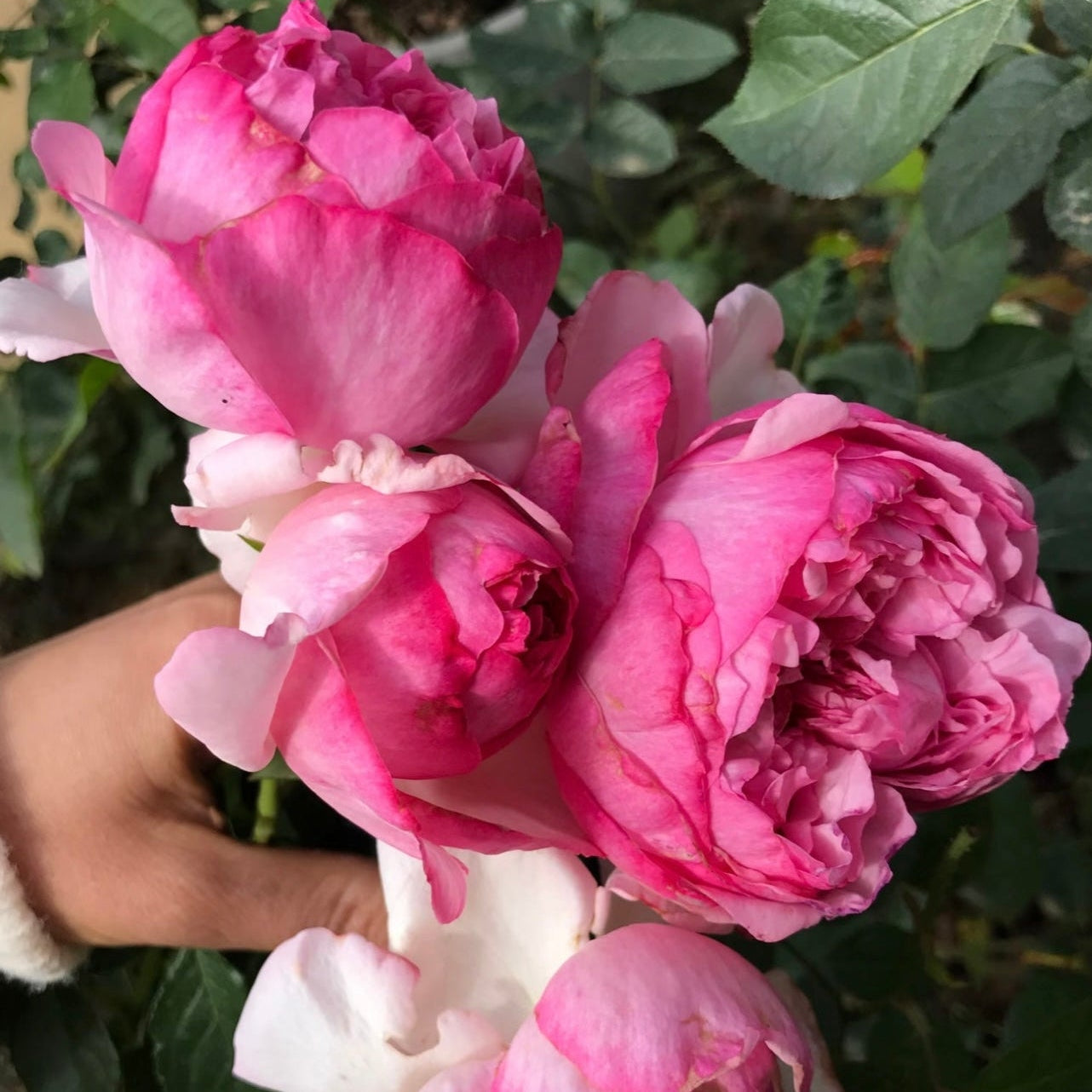 Bouquet of Neo Cherry Shallow Roses displaying pink gradient blooms and glossy green leaves, fragrant and elegant variety.