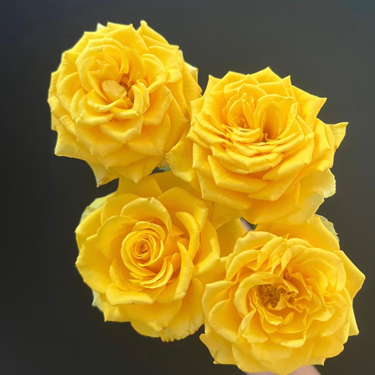 Shell Rose with bright yellow blooms and creamy white edges, compact and healthy garden rose from Kate Roses.