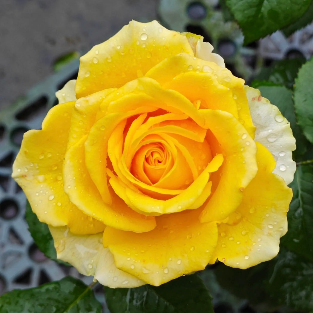 Close-up of Shell Rose bloom showing yellow petals softly fading to creamy white at the edges, elegant and radiant.