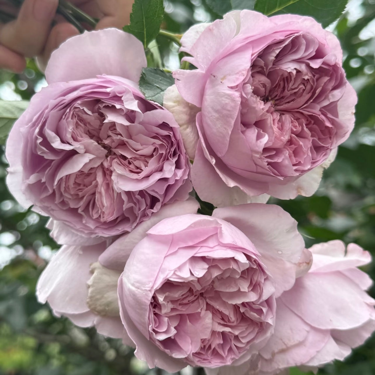 Close-up of Repartil Rose opening on its stem with a classic rosette shape.