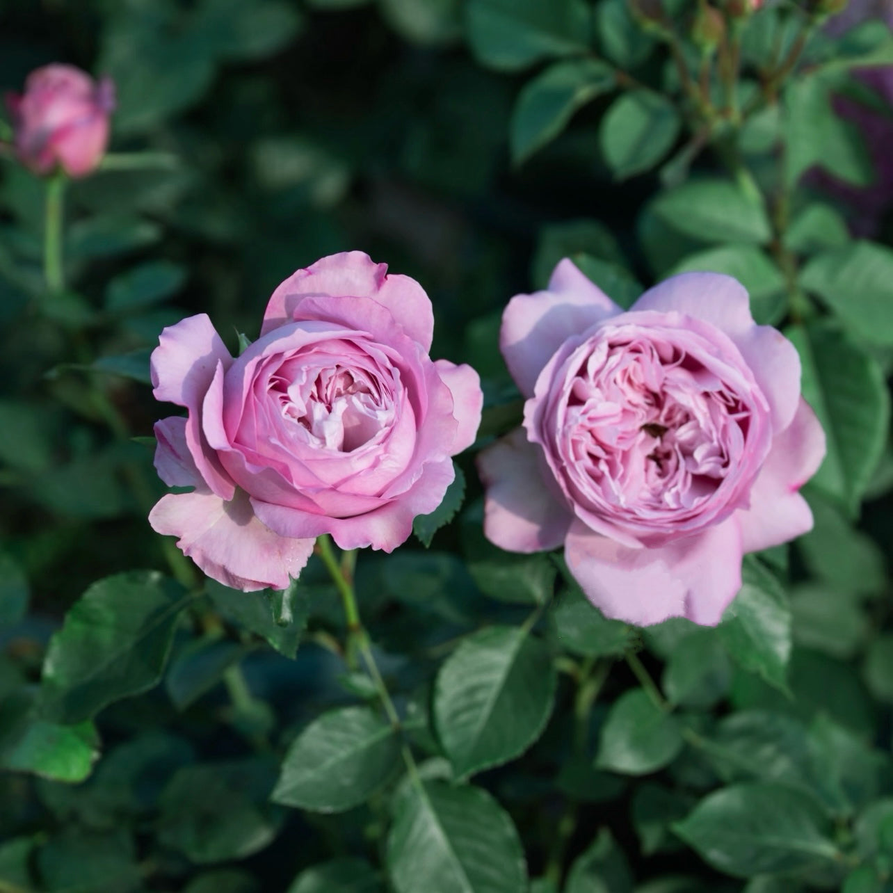 Repartil Rose blooming on the stem with fully double lavender rosette flowers.