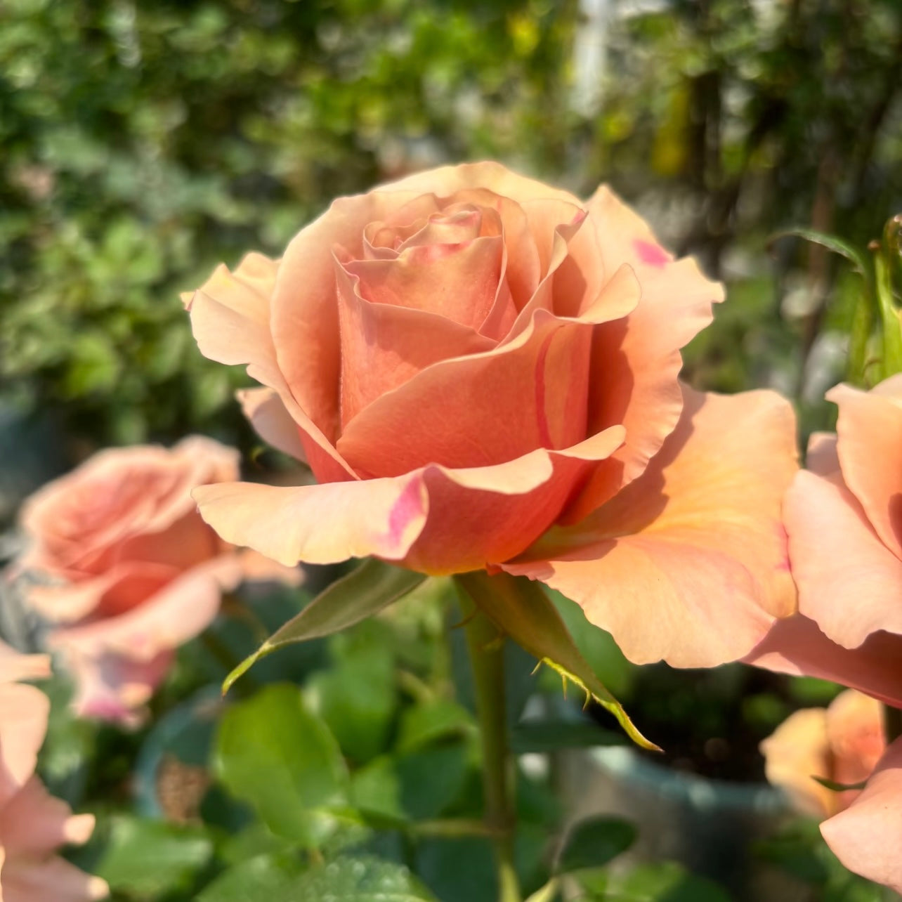 Close-up of Moab Rose blooming on its branch with warm gradient petals.