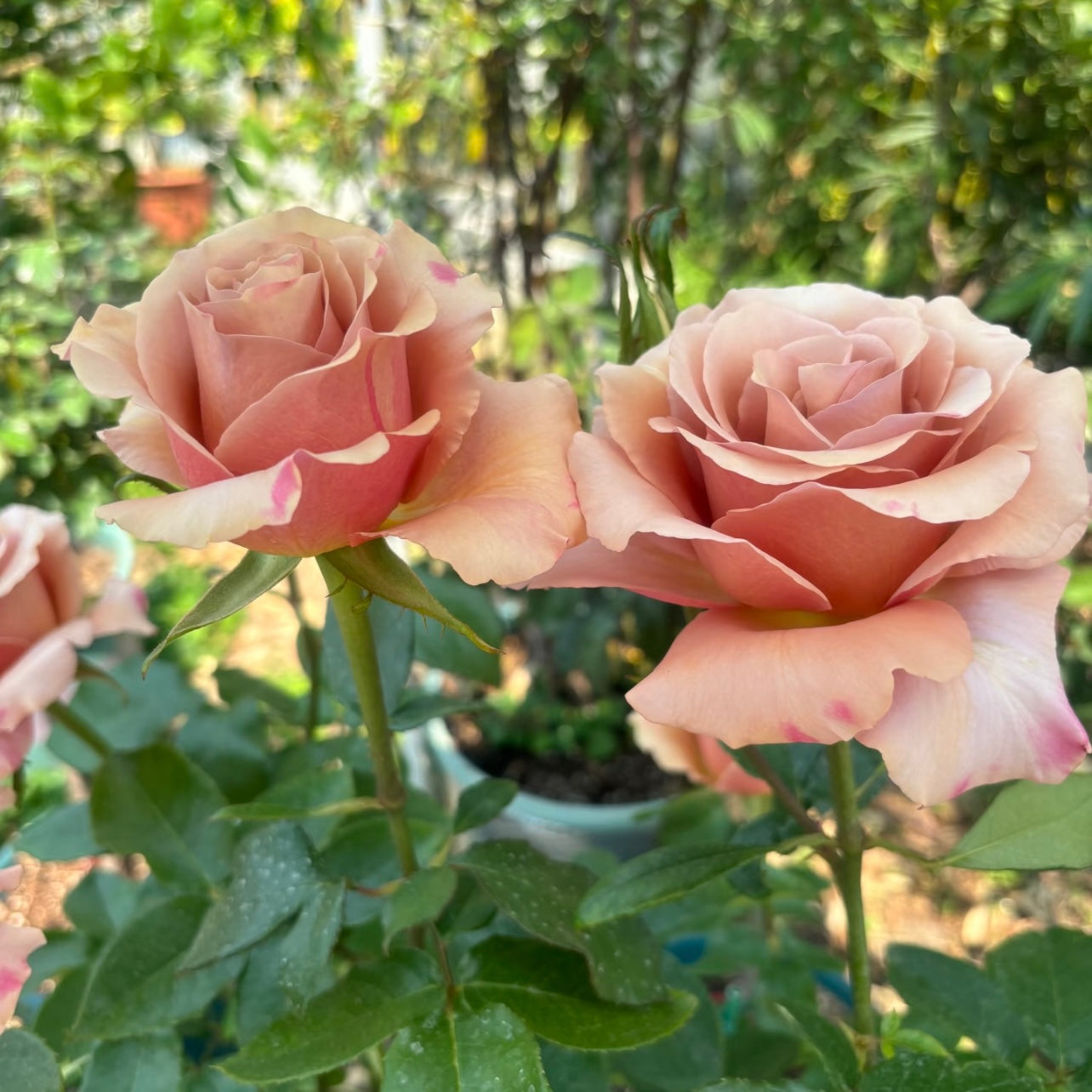 Moab Rose on the stem showing large apricot-to-mocha blooms and upright growth.