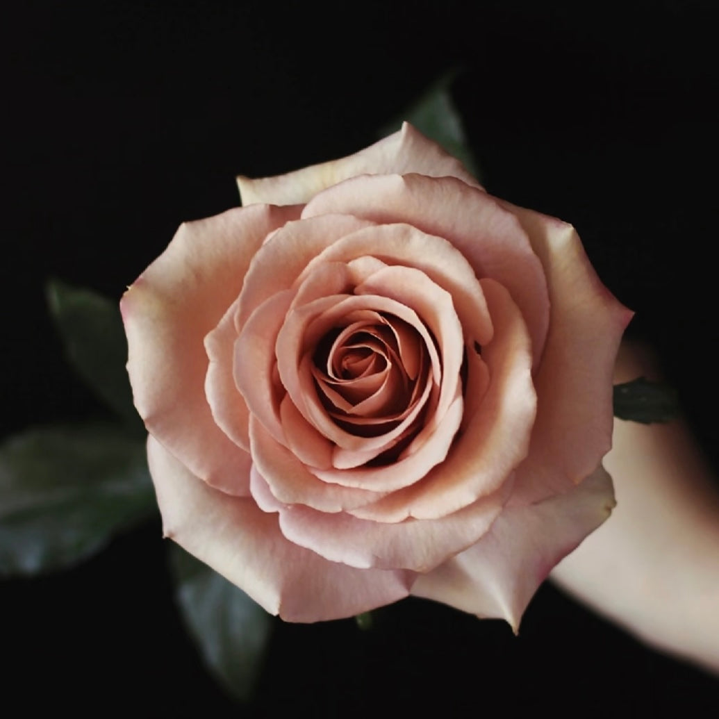 Close-up headshot of Moab Rose highlighting its layered petals and color transition.