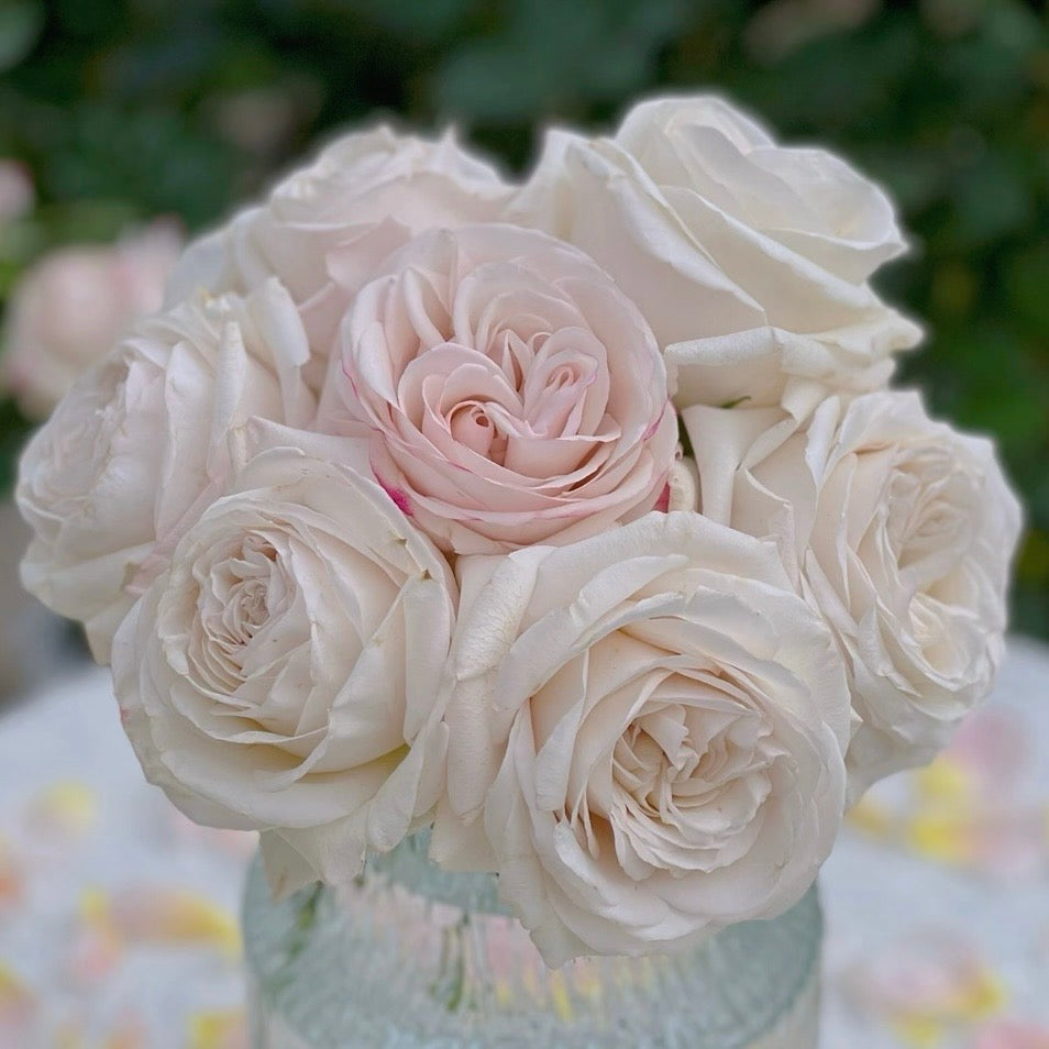 Garden view of Silver Petticoat Rose showing its silver-gray blooms and strong repeat flowering.
